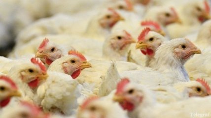 В Румынии уничтожили свыше 50 т куриного мяса