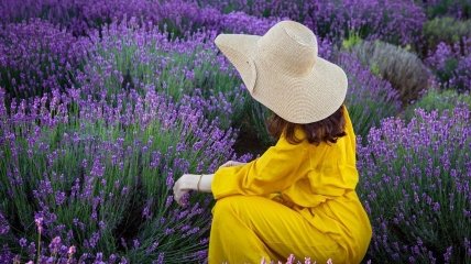 Бузково-фіолетова краса: в Україні набувають популярності прогулянки лавандовими полями