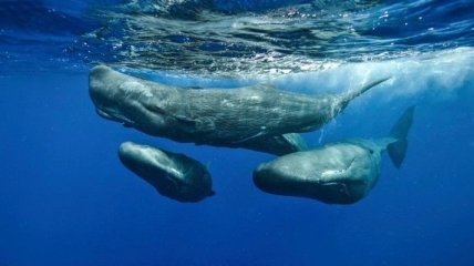 Британский фотограф, который посвятил свою жизнь съемке китов (Фото) 