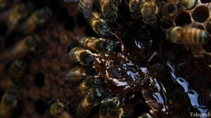 Африканцы способны выжить после сотни пчелиных укусов