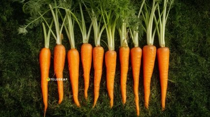 Морковь часто выращивают на дачах