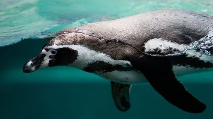 Во всем виноваты пингвины: обнаружена причина исчезновения динозавров