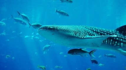 У китовой акулы зубы есть не только во рту, но и на глазах