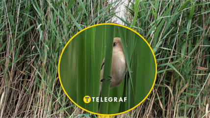 Птах синиця вусата