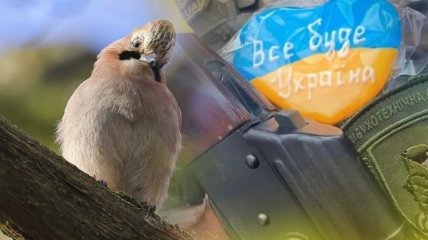 "Ти ж живий, не прикалуйся": мережу розриває зворушливе відео порятунку пташки бійцем ЗСУ