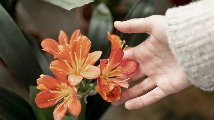 Посадка лилий весной - важное дело