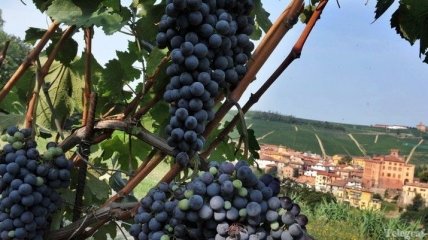 Экскурсионный маршрут, посвященный виноделию, запускают в Крыму