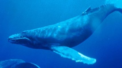 Загадочное поведение горбатых китов удивило ученых