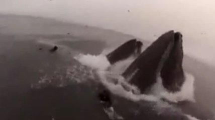 Дайверы чуть не стали обедом для гигантских китов (Видео)