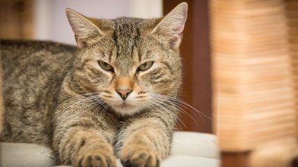 Первый американский штат запретил удалять котам когти
