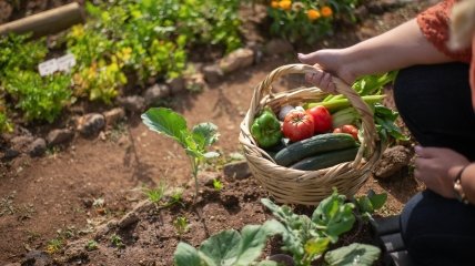 Кухня полна эффективных натуральных ингредиентов для удобрения растений
