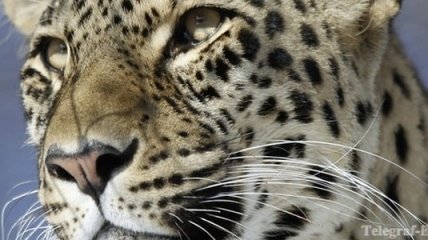 Экологи спасают популяцию леопардов в Армении