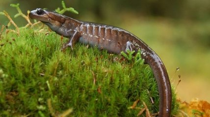 Найдена саламандра, которая семь лет просидела на одном месте