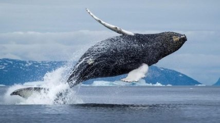 Дрон снял уникальные кадры поведения гренландского кита (Видео)