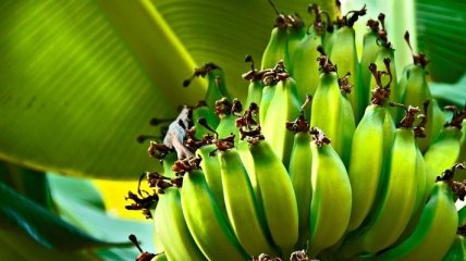 Банановая диета: едим вкусно - худеем быстро