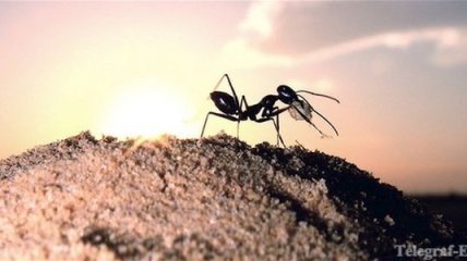 Работу заболевших муравьев взяли на себя их коллеги