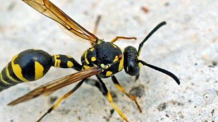 Ученые нашли уникальную способность насекомых