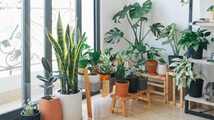 Желательно держать комнатные растения в светлом помещении при комнатной температуре