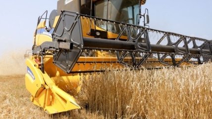 Селекционеры вывели особый сорт озимой пшеницы