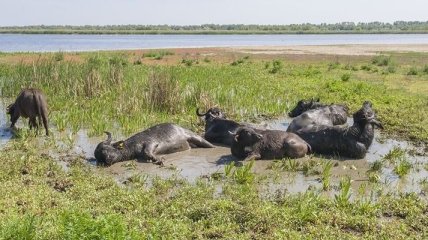В Дунайском биосферном заповеднике завезли водяных буйволов: видео