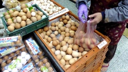 В Японии начали массово уничтожать кур из-за вспышки птичьего гриппа