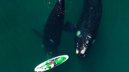 Любопытные киты подплыли к девушке, у которой был день рождения