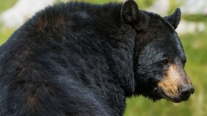 В США женщина родила в зоопарке рядом с клетками медведей 