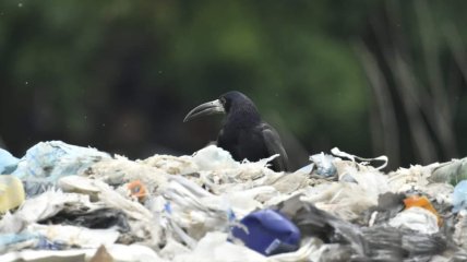 Грак на сміттєзвалищі в Рівному Фото: Василь Ільчук