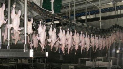 Украина прекратила экспорт курятины в страны ТС