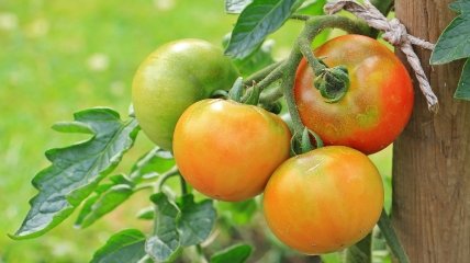 Ці поради допоможуть вам виростити добрий урожай томатів.
