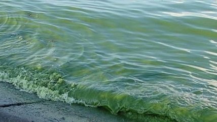 У побережья Одессы "цветет" море, отдыхающим советуют пока не купаться (Видео)
