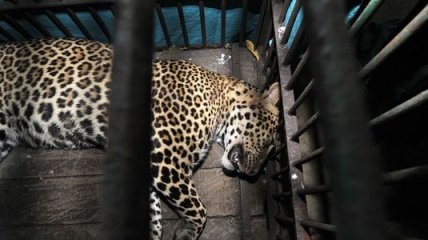 Леопард загрыз работника одного из китайских зоопарков