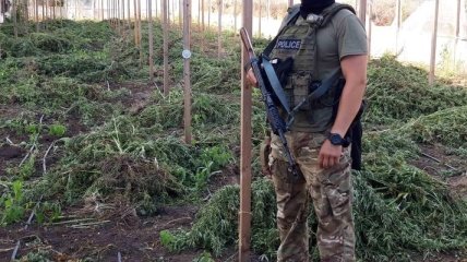 В Одесской области полиция обнаружила 4 тонны конопли (Видео)