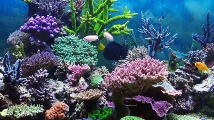 В Большом Барьерном рифе стремительно погибают кораллы