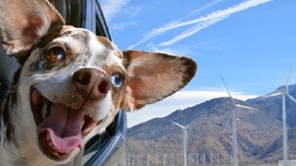 Счастье в простых вещах: довольные собаки, которым в лицо бьет ветер