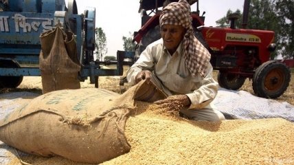 Индия ожидает рекордный урожай пшеницы в 2013 году