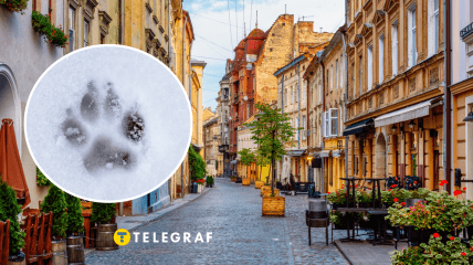 Дикое животное увидели в городе