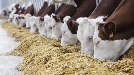 Импорт польских кормов в Украину возобновили