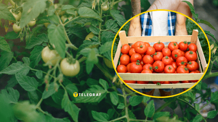 Урожай помідорів у вересні