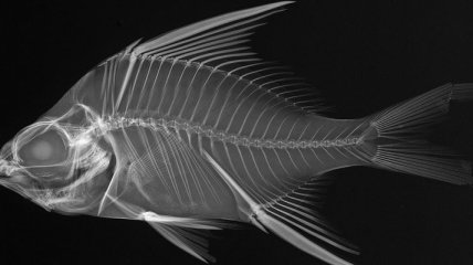 Существа Мирового океана сквозь лучи Рентгена (Фото)