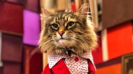 Умер знаменитый кот, сыгравший зомби в фильме "Кладбище домашних животных"