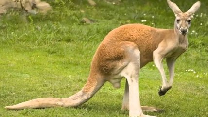 Ученые сделали сенсационное заявление о кенгуру