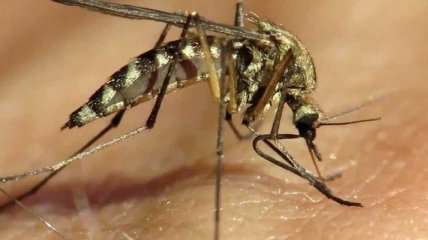 Уничтожение комаров спасет человечество от вируса Зика и других эпидемий