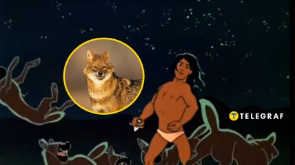 Шакал, Маугли, "рыжие собаки"