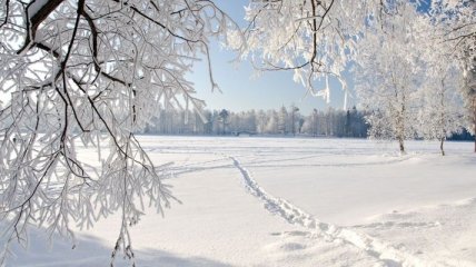 Погода в Украине на 8 января: сильный ветер и снег