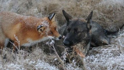 Удивительная дружба лисы и охотничего пса (Фото)