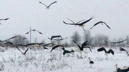 На заході України рятують лелек від холоду та голоду