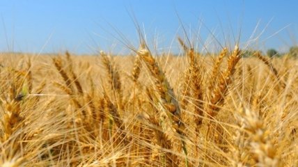 С декабря правительство может ввести запрет на экспорт пшеницы