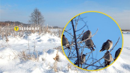 Омели на Волыни