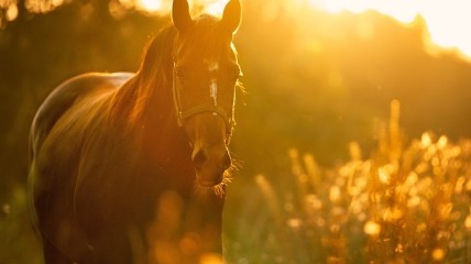 У народі це свято називають Венедикт-Скотник